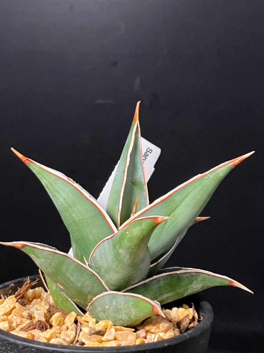 4165 「観葉植物J」サンセベリア ピングイキュラ ユニコーン 植え【発根?多肉植物?サンスベリア?Sansevieria D.pinguicula 'Unicorn'】