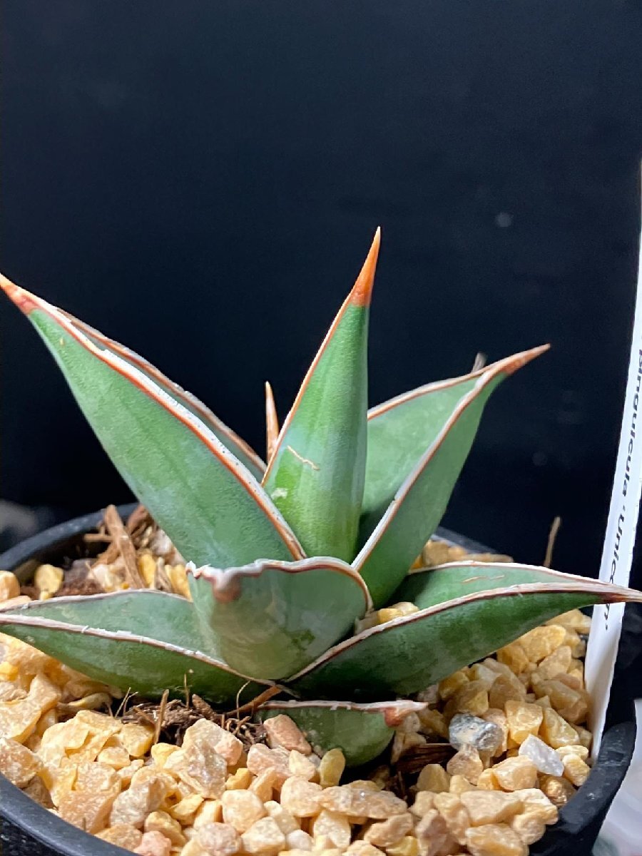 4167 「観葉植物J」サンセベリア ピングイキュラ ユニコーン 植え【発根?多肉植物?サンスベリア?Sansevieria D.pinguicula 'Unicorn'】