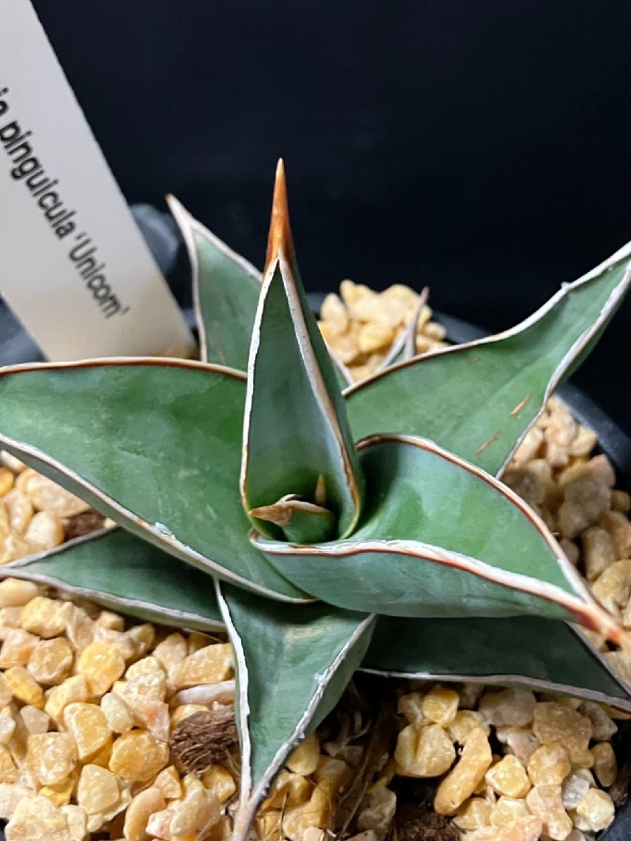 4167 「観葉植物J」サンセベリア ピングイキュラ ユニコーン 植え【発根?多肉植物?サンスベリア?Sansevieria D.pinguicula 'Unicorn'】