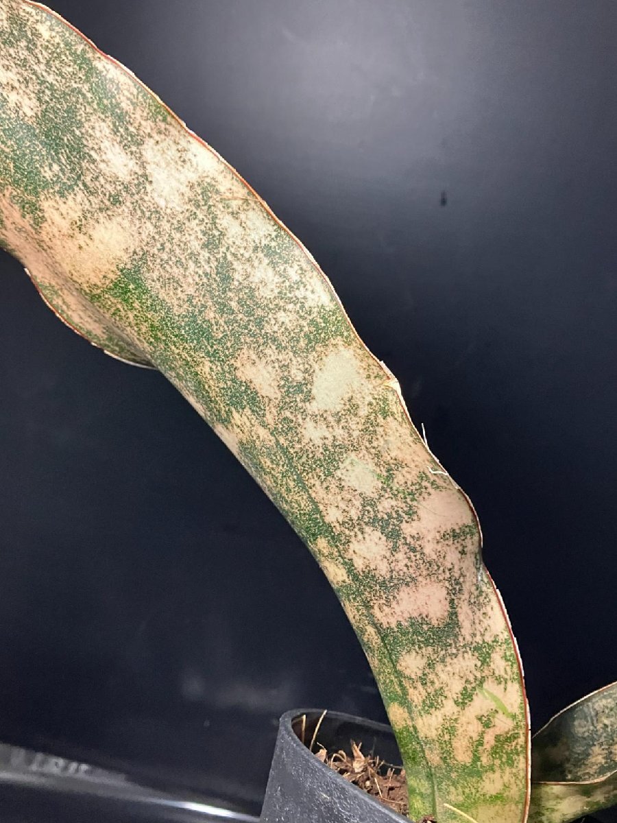 4128 「観葉植物J」サンセベリア キルキー 植え【美株?発根?多肉植物?サンスベリア?Sansevieria kirkii】