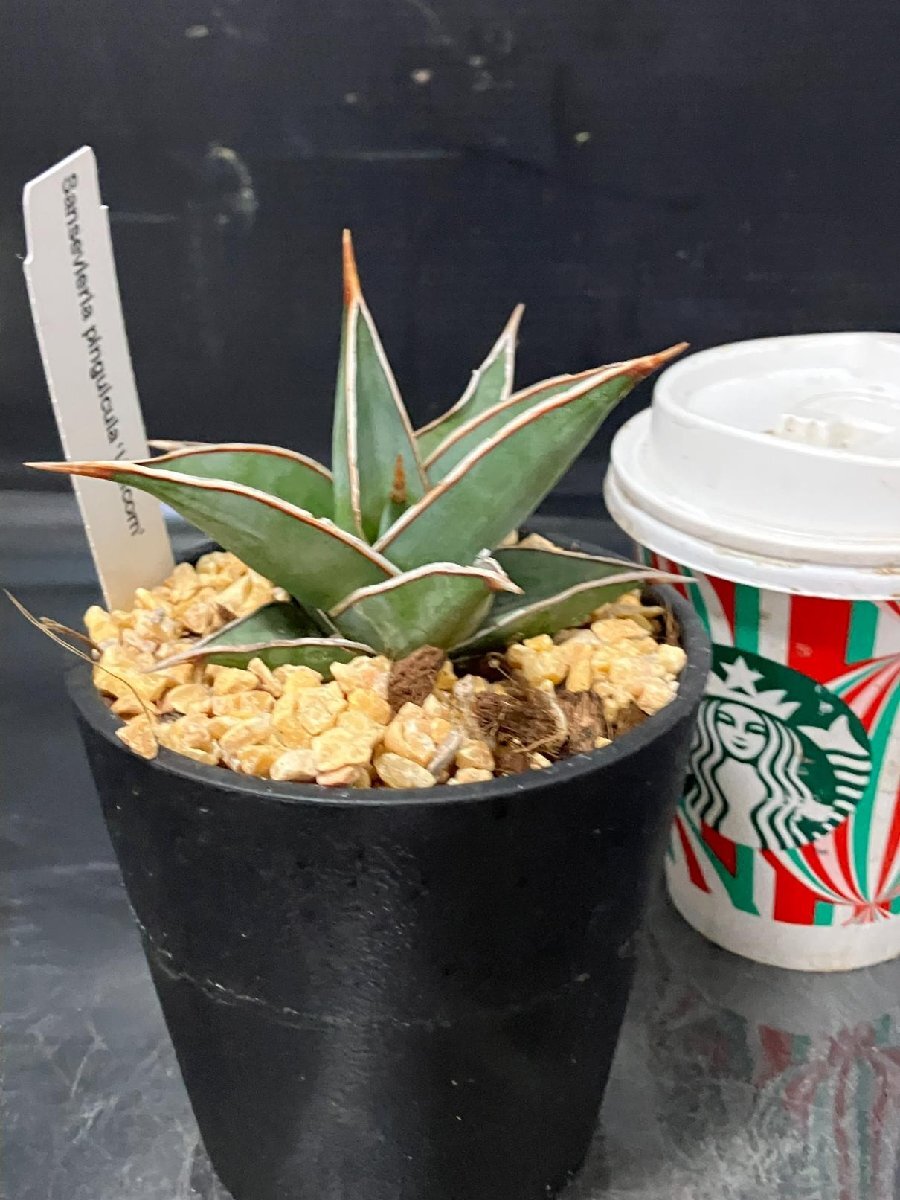 4167 「観葉植物J」サンセベリア ピングイキュラ ユニコーン 植え【発根?多肉植物?サンスベリア?Sansevieria D.pinguicula 'Unicorn'】