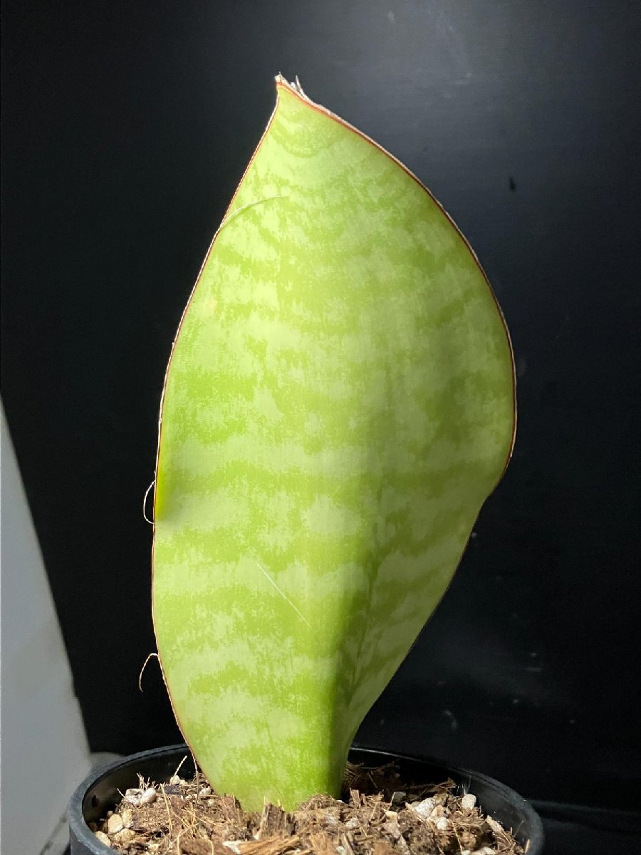 4072 「観葉植物J」サンセベリア マッソニアーナ 斑入り 植え【美株?発根?多肉植物?サンスベリア?Sansevieria masonia】