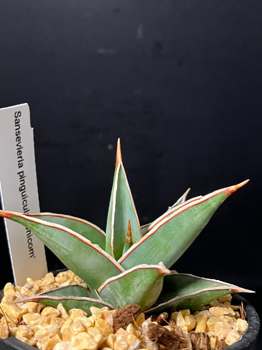 4167 「観葉植物J」サンセベリア ピングイキュラ ユニコーン 植え【発根?多肉植物?サンスベリア?Sansevieria D.pinguicula 'Unicorn'】