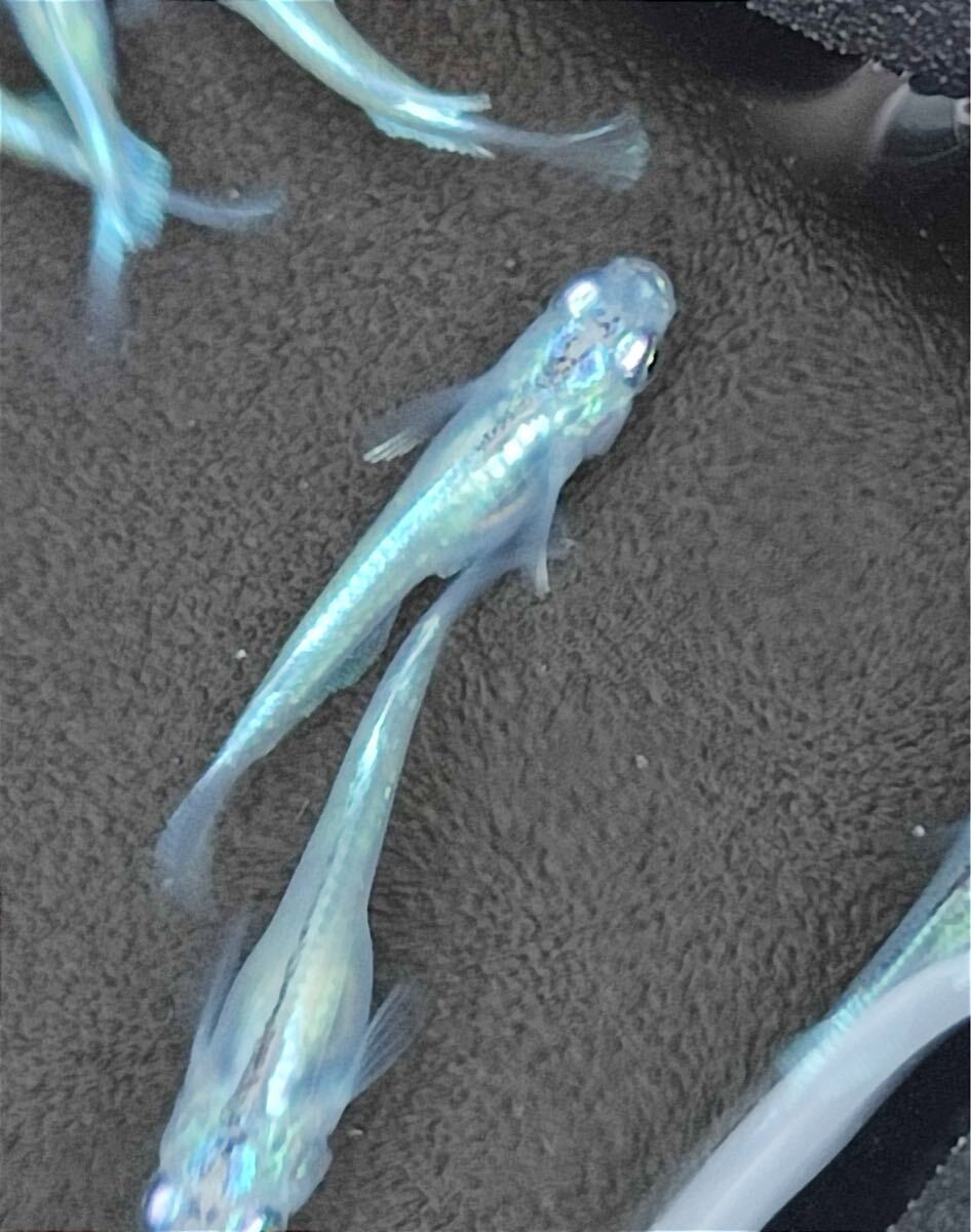 item_image_4