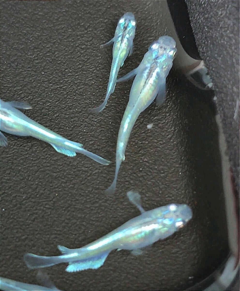 item_image_3