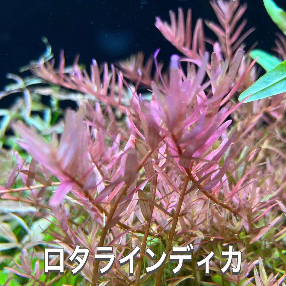 ロタラインディカ水上葉　20本