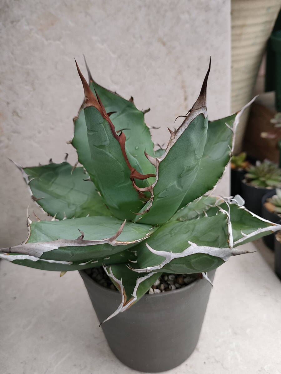 item_image_2