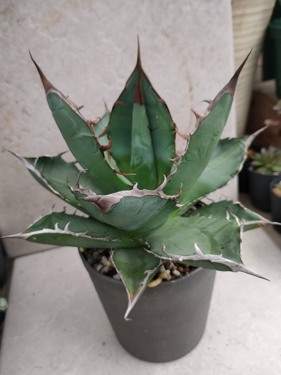 item_image_6
