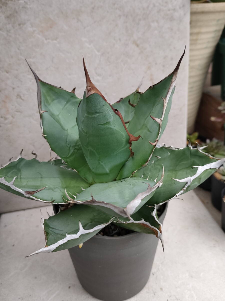 item_image_3