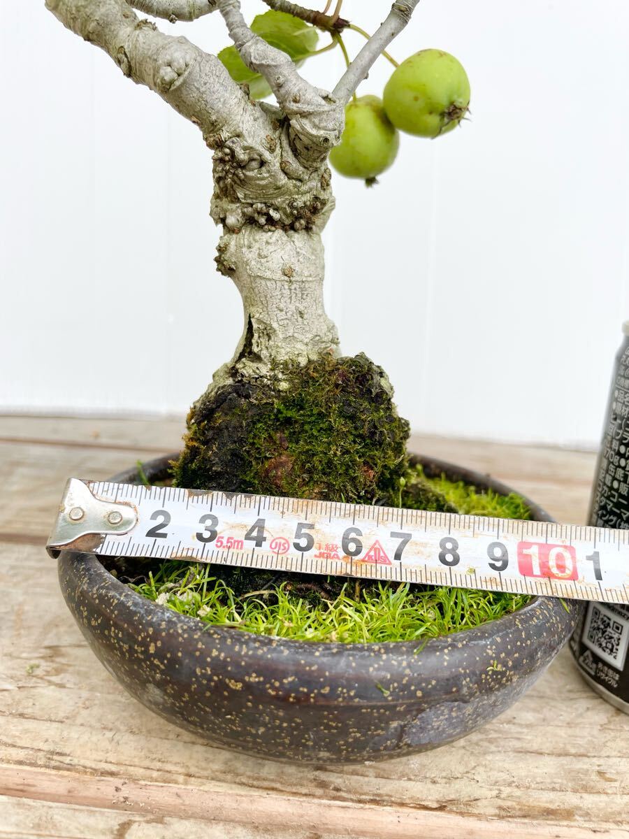 姫りんご　姫りんご　姫林檎　ヒメリンゴ　盆栽　素材　観葉植物