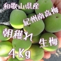 紀州南高梅 青梅 4㎏ 朝採れ 生もの 和歌山　産地直送　レシピ付き　梅酒 梅シロップ 梅干し 雹被害 多少傷あり 宅配便　常温配送