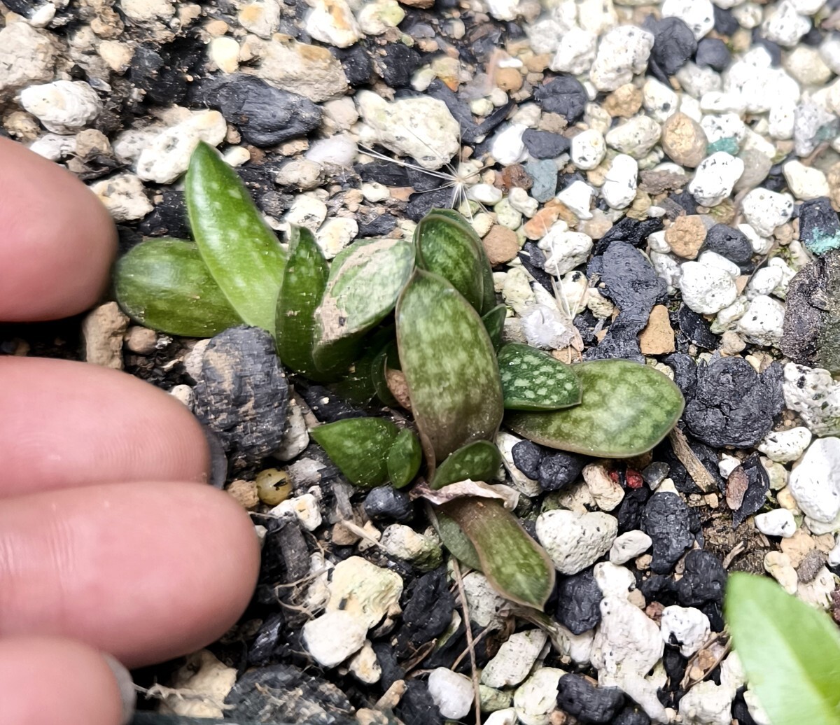 ガステリア　子寶 多肉植物　苗