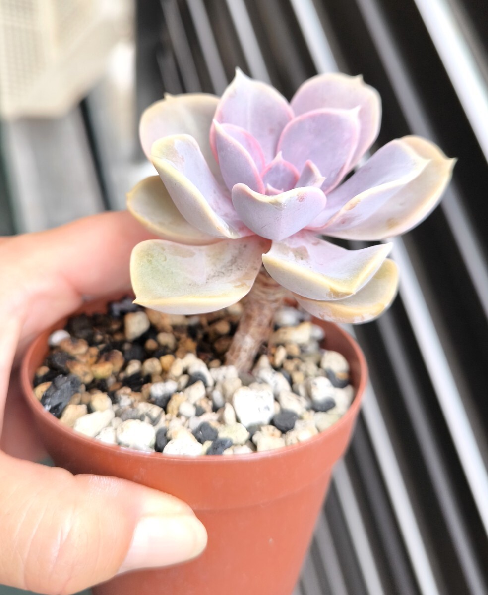 エケベリア　パールフォンニュルンベルグ　多肉植物　苗