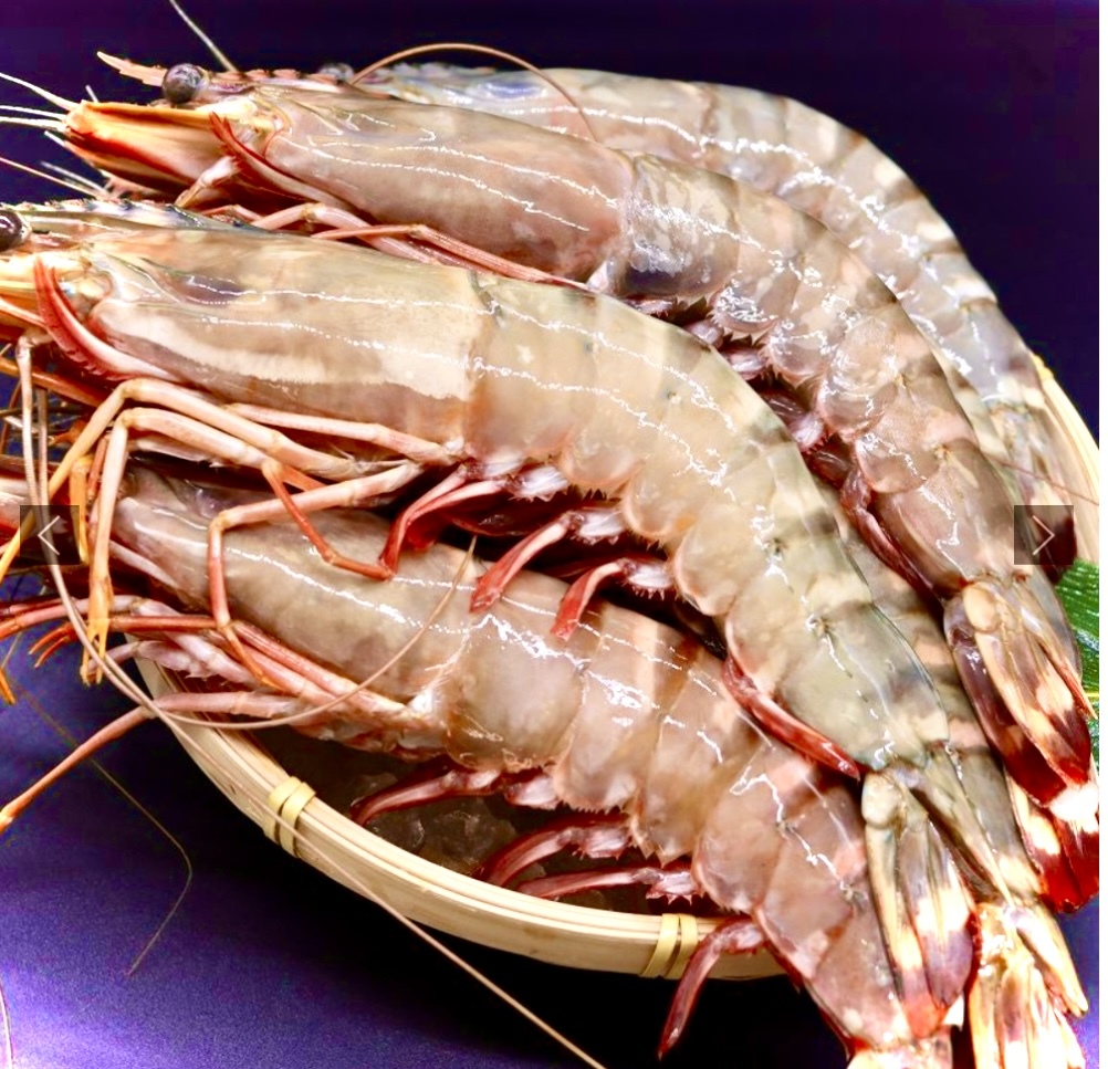【天然】超超特大！約３０センチ！有頭えびシータイガー　6尾 サイズ！　超巨大海老天ぷら！　超巨大エビフライ??！