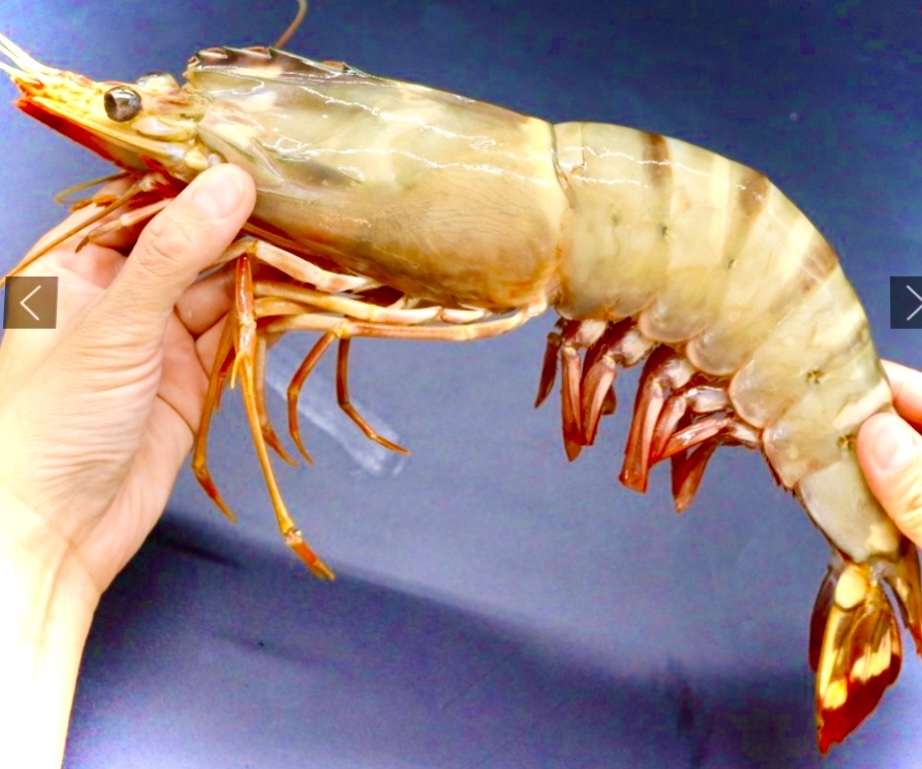 【天然】超超特大！約３０センチ！有頭えびシータイガー　6尾 サイズ！　超巨大海老天ぷら！　超巨大エビフライ！