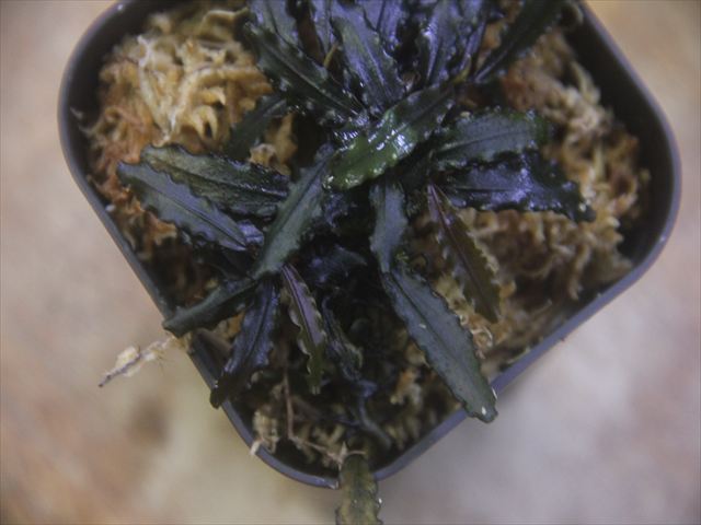 【Heat Wave】Bucephalandra sp. "Sintang-3D" from Sintang [HW0220-06]【16周年】
