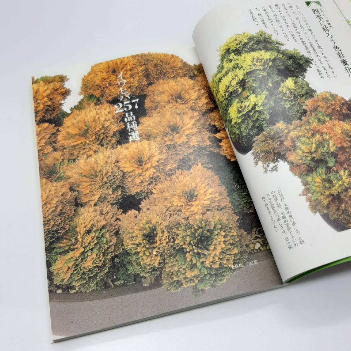 イワヒバを楽しむ 257品種選 ＜NHK出版家庭園蕓百科 9＞ 岡島秀光著　日本放送出版協(xié)會(huì)