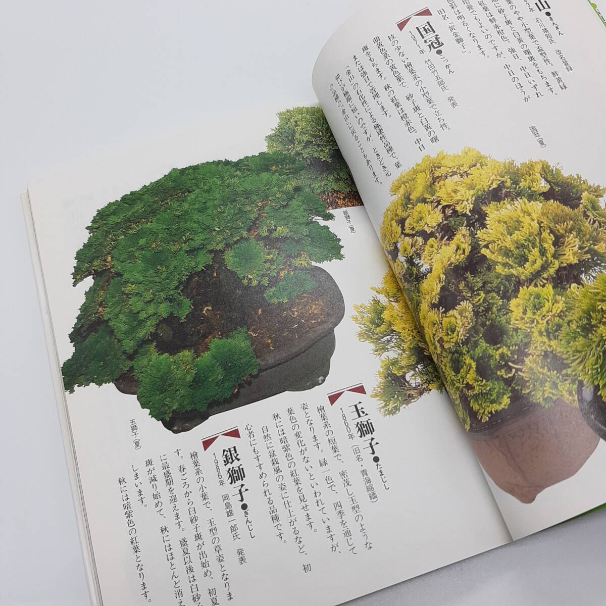 イワヒバを楽しむ 257品種選 ＜NHK出版家庭園蕓百科 9＞ 岡島秀光著　日本放送出版協(xié)會(huì)