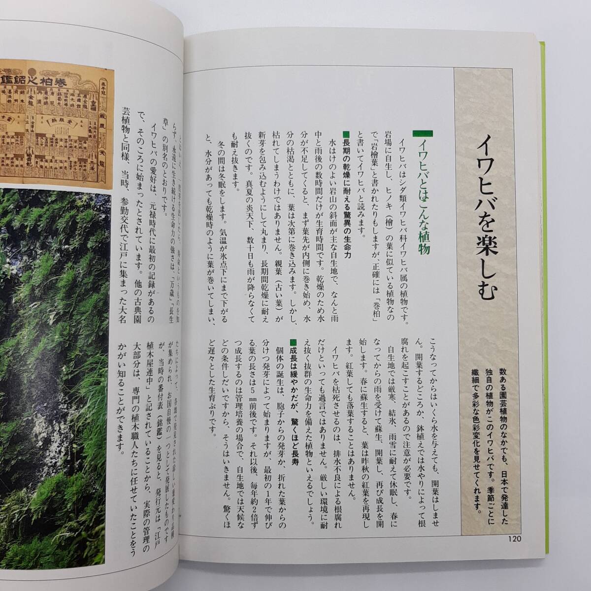 イワヒバを楽しむ 257品種選 ＜NHK出版家庭園蕓百科 9＞ 岡島秀光著　日本放送出版協(xié)會(huì)