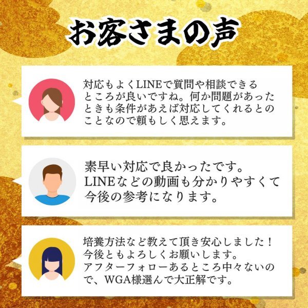 【800ml＋餌】メダカの餌 ゾウリムシ【送料無料】めだか ミジンコ PSB おとひめ 水草 ミックスめだか ホテイ草 みゆき 楊貴妃