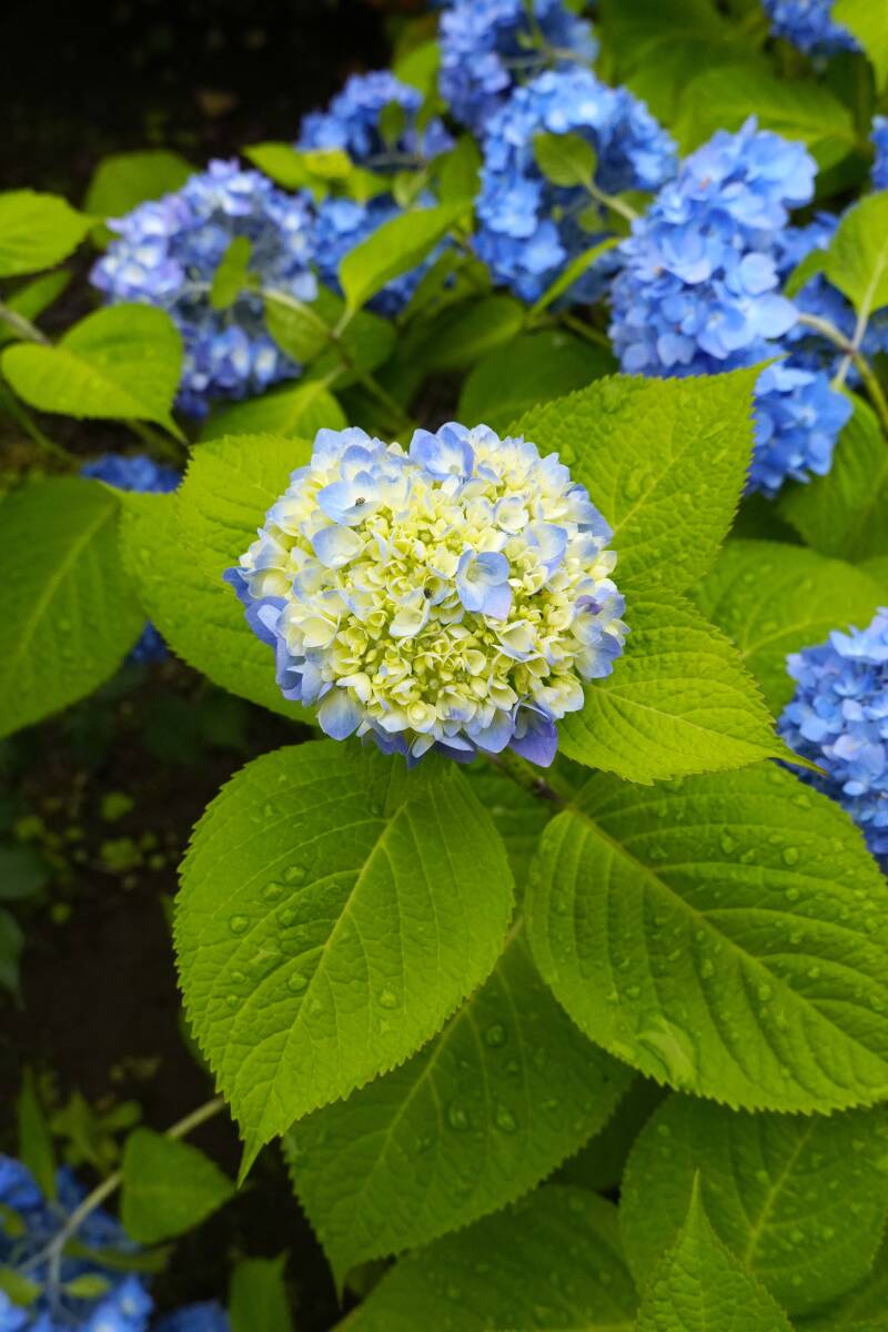 紫陽花は雨が似合うF3,5開放撮影