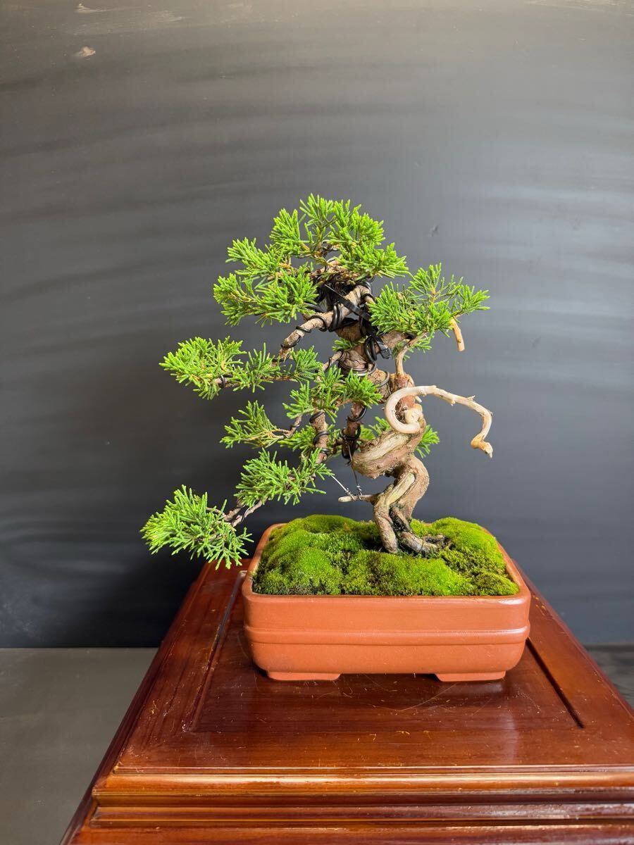 纟魚(yú)川真柏　盆栽捻転舎利 葉性抜群中品