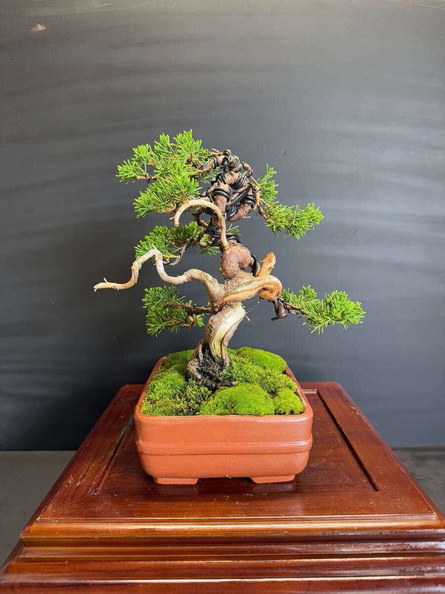 纟魚(yú)川真柏　盆栽捻転舎利 葉性抜群中品