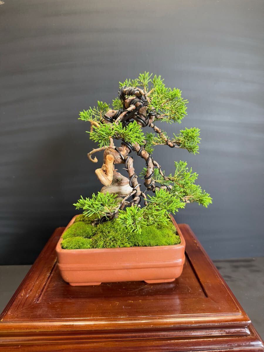 纟魚(yú)川真柏　盆栽捻転舎利 葉性抜群中品