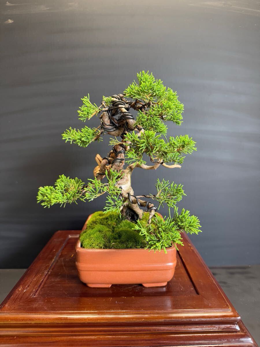 纟魚(yú)川真柏　盆栽捻転舎利 葉性抜群中品