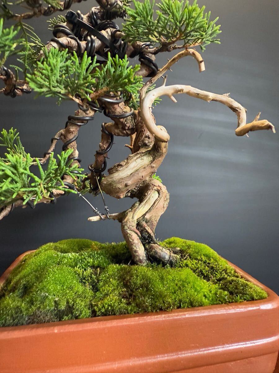 纟魚(yú)川真柏　盆栽捻転舎利 葉性抜群中品