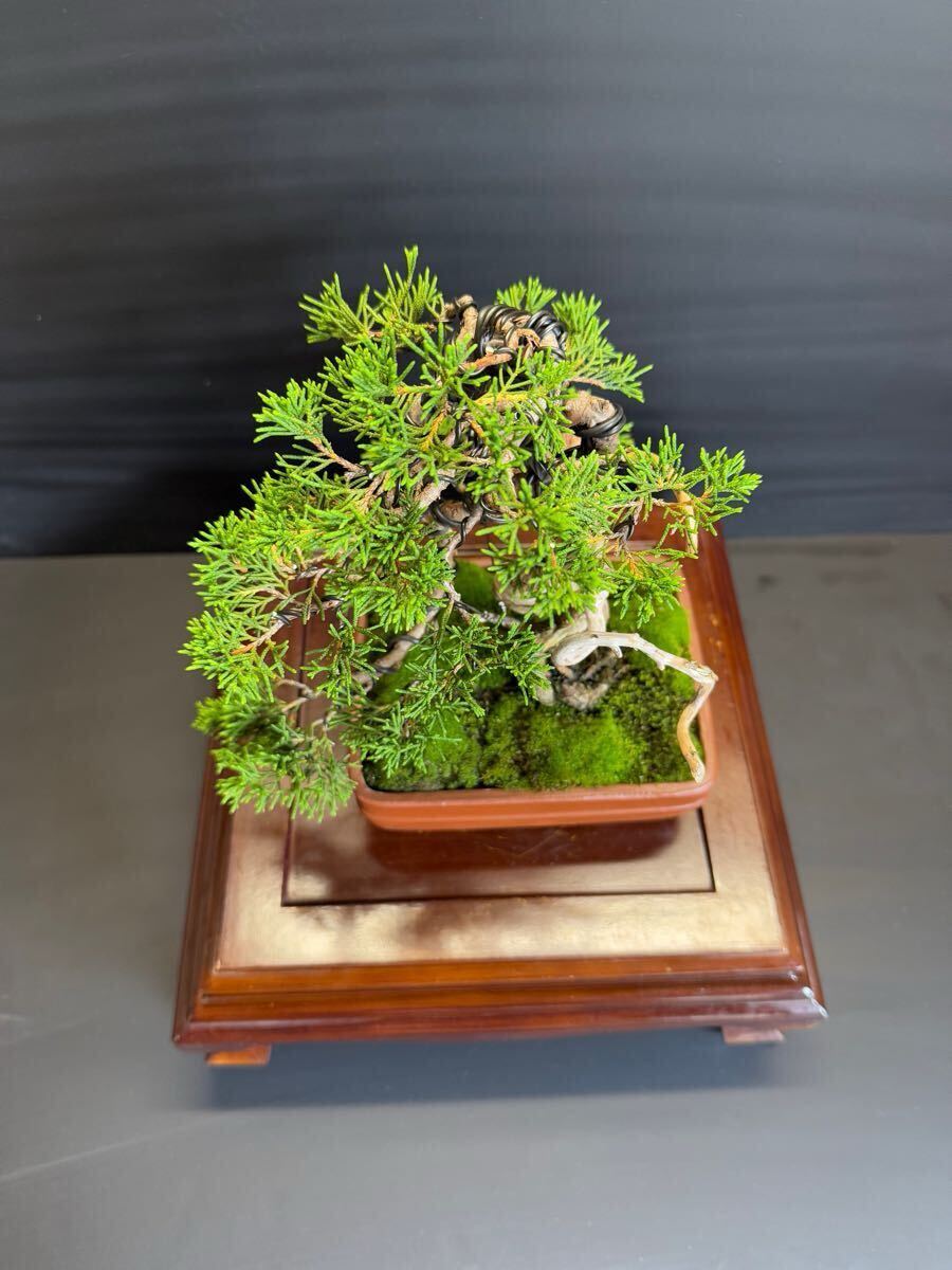 纟魚(yú)川真柏　盆栽捻転舎利 葉性抜群中品