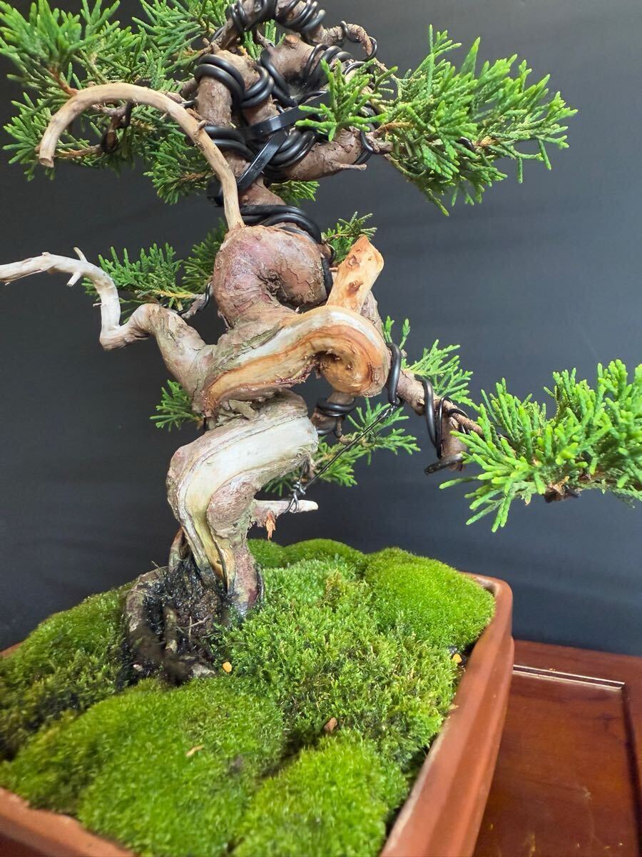纟魚(yú)川真柏　盆栽捻転舎利 葉性抜群中品