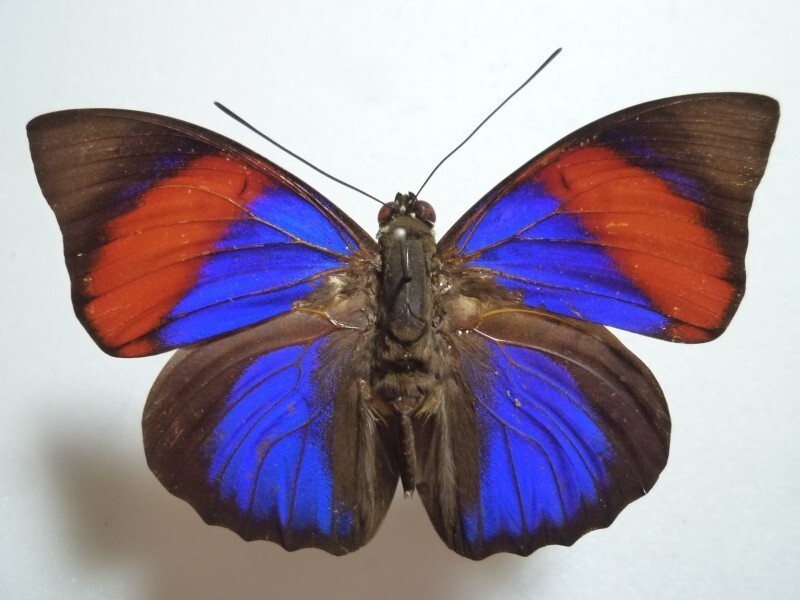 ナルキッサスミイロタテハ　♂　ブラジル　オビドス産　美麗 ナルキッサスミイロタテハ♂ アグリアス ブラジル・パラ州