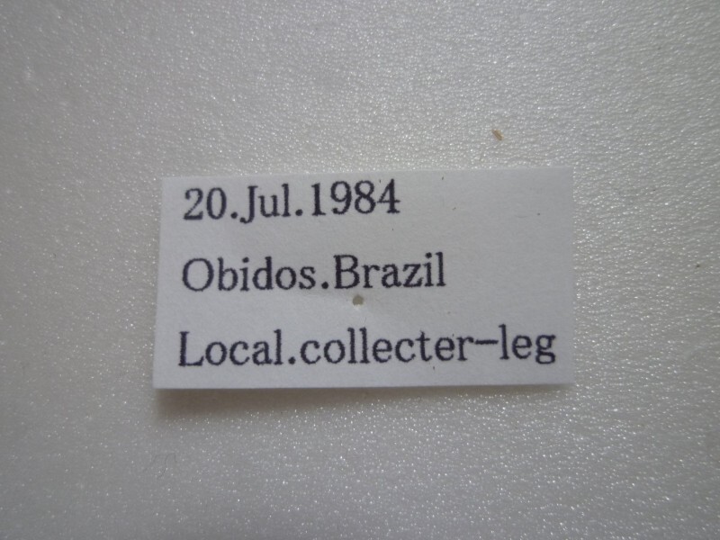 外国産蝶標本】ナルキッサスミイロタテハ♂/Agrias narcissus