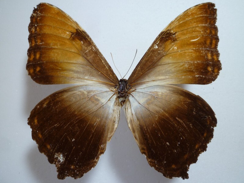 【外國(guó)産蝶標(biāo)本】タイヨウモルフォ/Morpho hecuba obidonus/ブラジル.オビドス産/130mm