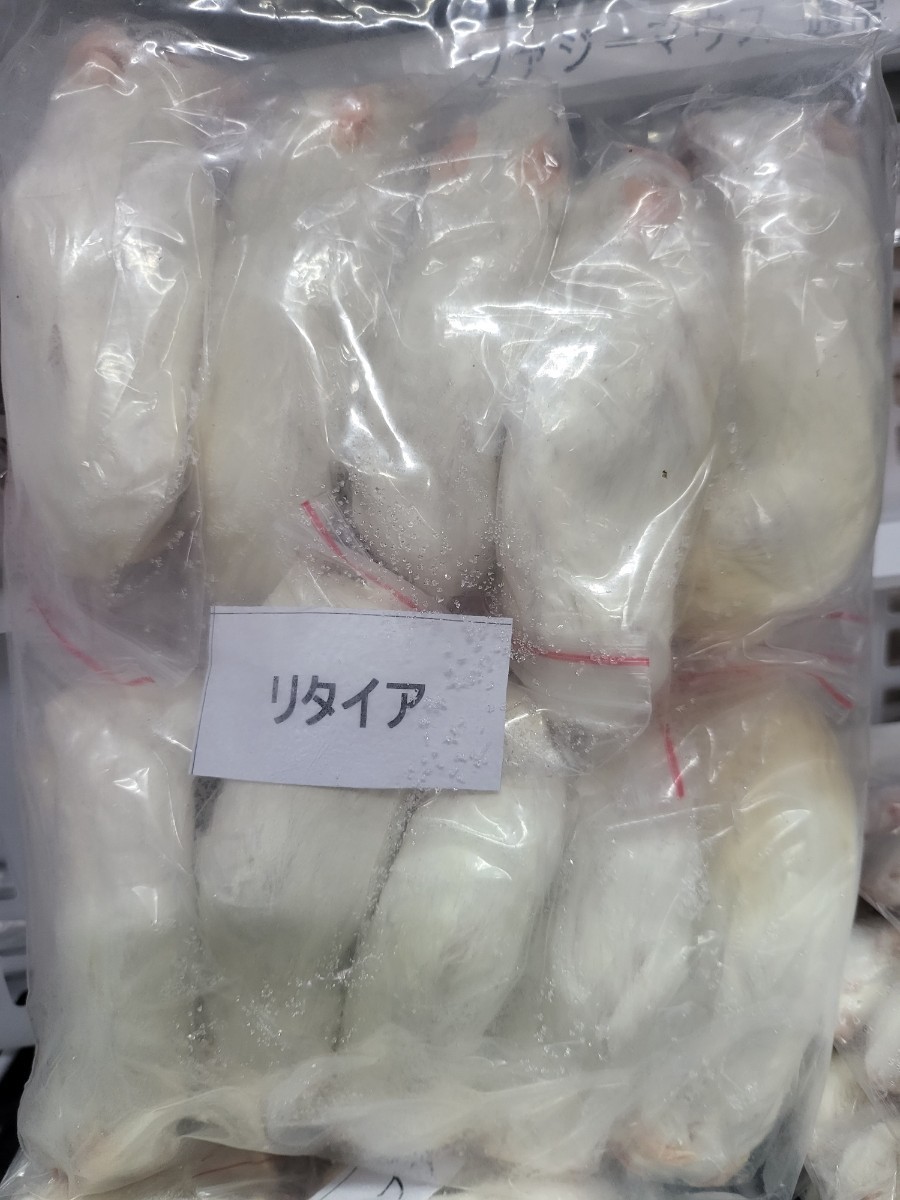 【送料無(wú)料?クール便発送】 冷凍リタイアマウス 40匹
