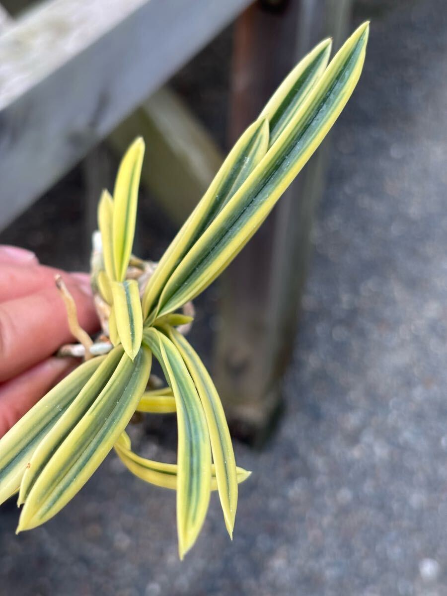 富貴蘭専門サムライオーキッド　御旗