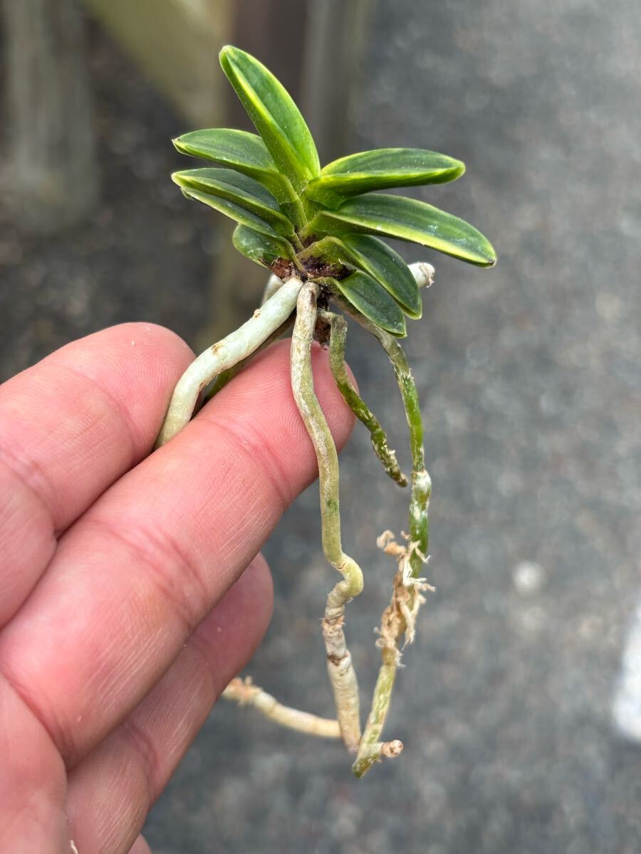 富貴蘭専門サムライオーキッド　玉金剛縞