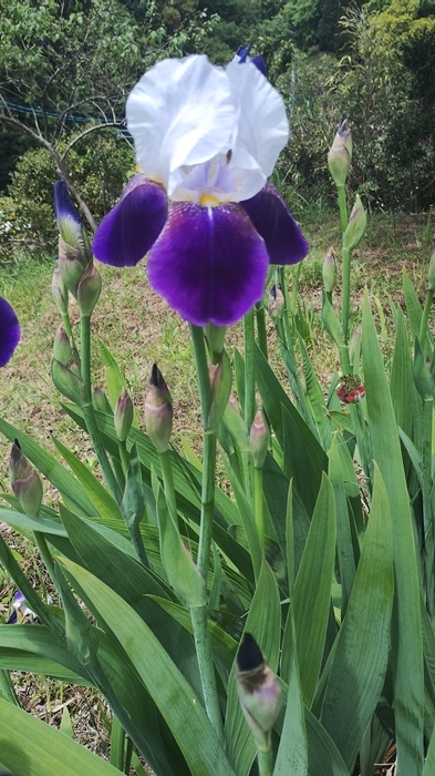  садоводство * немного количество . дешево * german Iris белый фиолетовый стоимость доставки 110 иен No.2