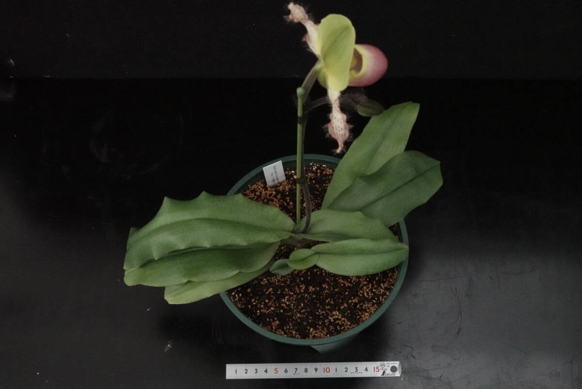 初花一點物 入賞圏內(nèi)の優(yōu)秀花 開花中 Paph moquetteanum ( 'Mai' × '#2204' ) 原種 パフィオ 地生蘭 洋蘭