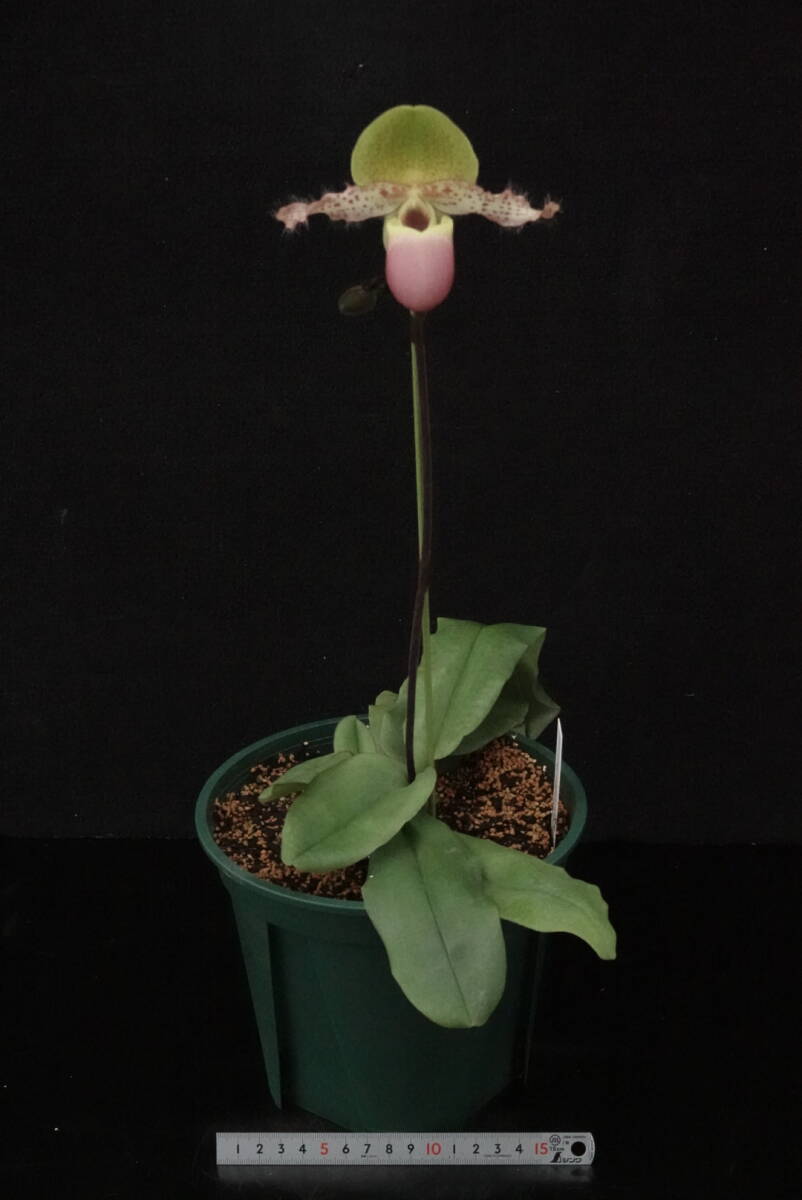 初花一點物 入賞圏內(nèi)の優(yōu)秀花 開花中 Paph moquetteanum ( 'Mai' × '#2204' ) 原種 パフィオ 地生蘭 洋蘭