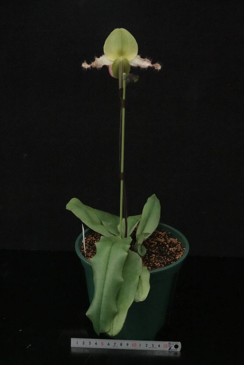 初花一點物 入賞圏內(nèi)の優(yōu)秀花 開花中 Paph moquetteanum ( 'Mai' × '#2204' ) 原種 パフィオ 地生蘭 洋蘭
