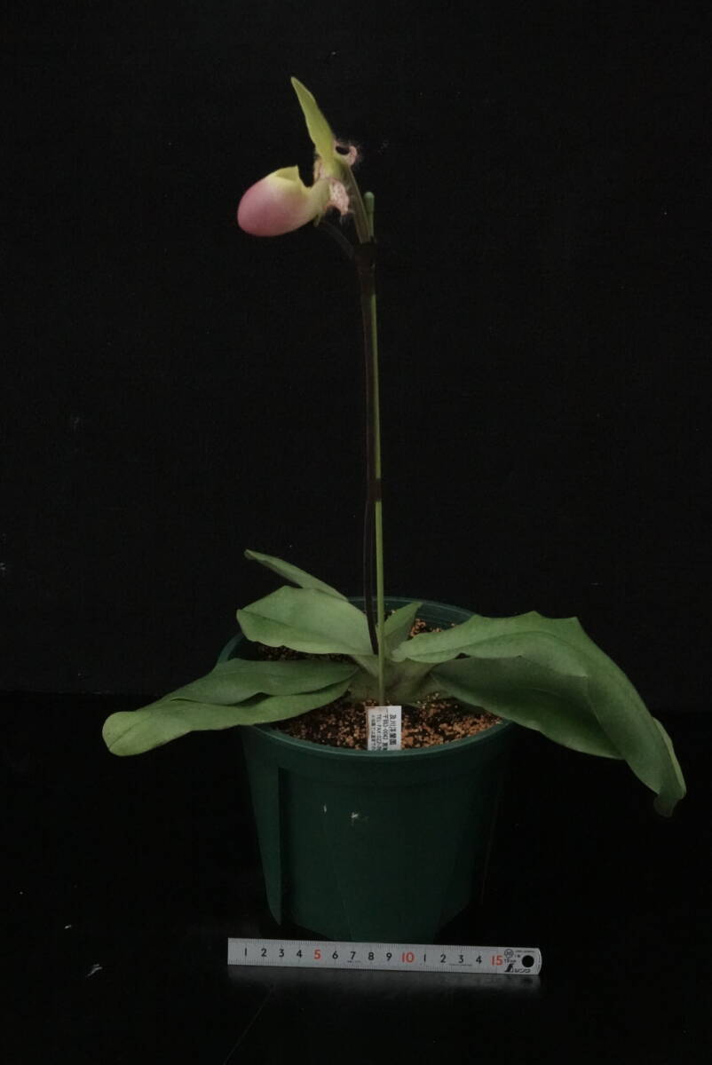 初花一點物 入賞圏內(nèi)の優(yōu)秀花 開花中 Paph moquetteanum ( 'Mai' × '#2204' ) 原種 パフィオ 地生蘭 洋蘭