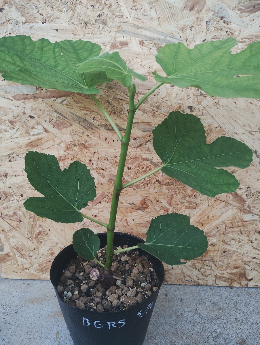 イチジクの優良苗。Ben’s Golden side ☆ Ben's Golden Riveside （Golden Rainbow） イチジク 苗 5号