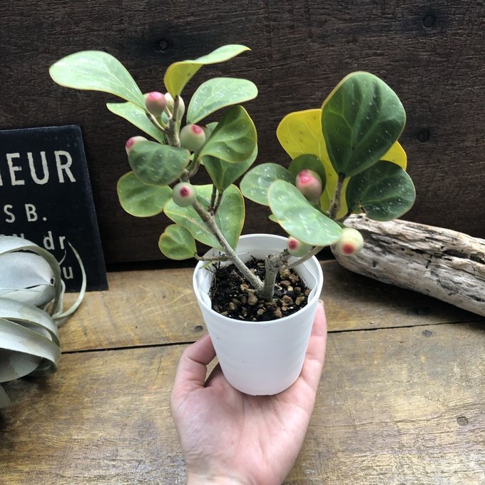 ゴールドコイン フィカス 観葉植物 インテリア