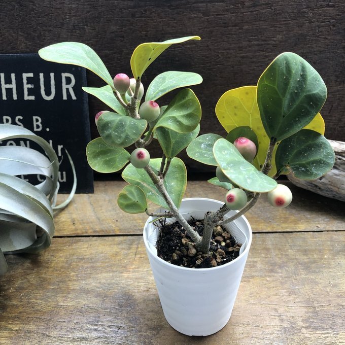 ゴールドコイン フィカス 観葉植物 インテリア