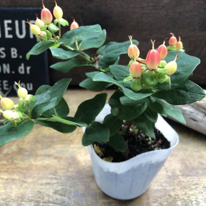 ジュエリールビー ヒペリカム 可愛い実 黃色の花 ヒペリカム ガーデニング 観葉植物