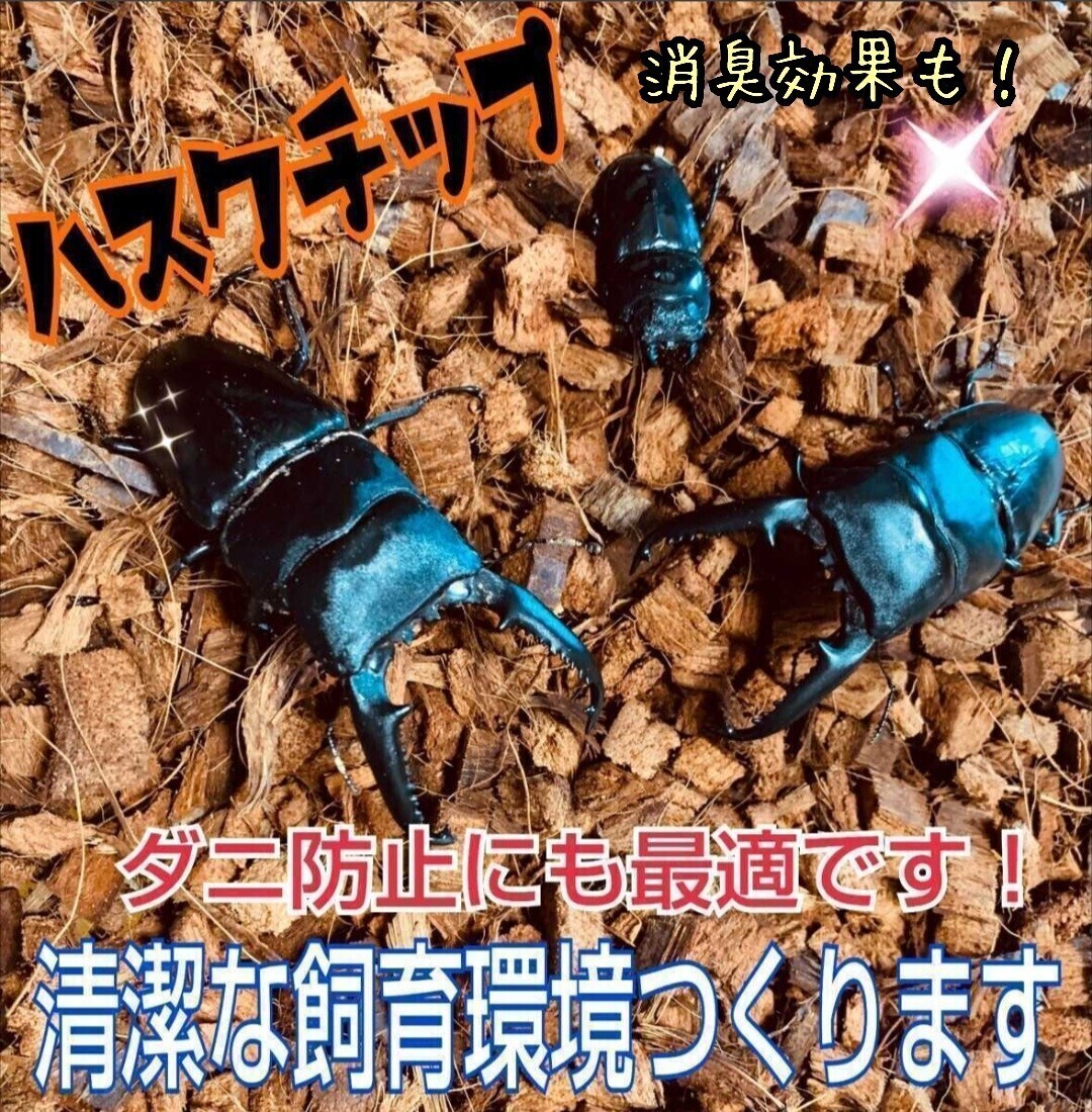  жук-носорог * рогач. взрослое насекомое разведение .! Husq chip [10L] переворачивание предотвращение . дезодорация * гарантия водный выдающийся клещи и т.п.. . насекомое. появление. предотвращение . чистый . разведение окружающая среда 