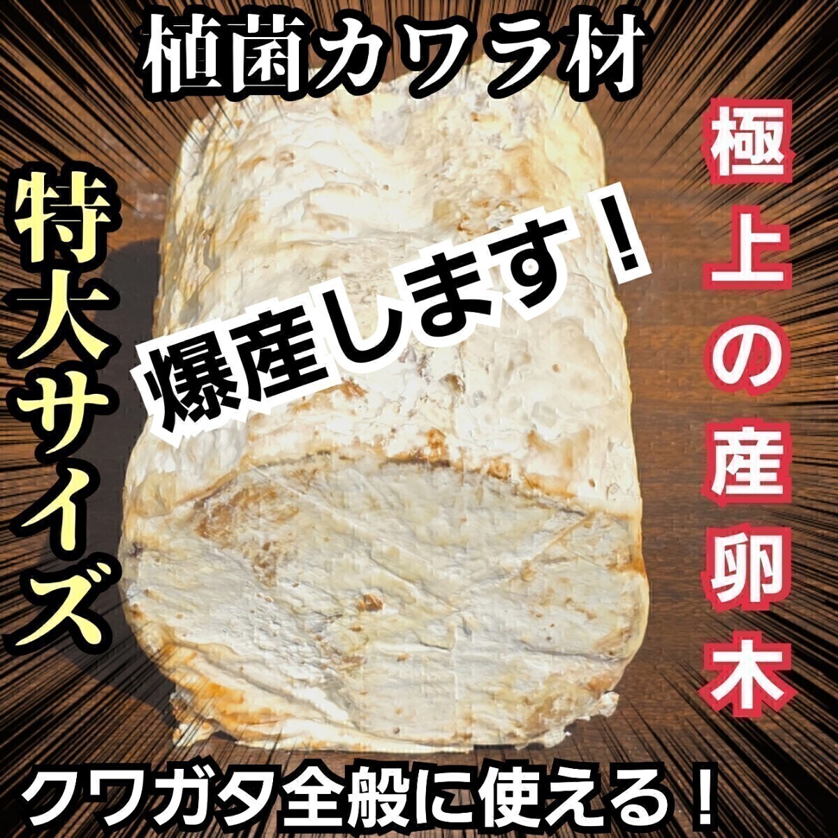 クワガタはコレが1番よく産む！　特大サイズ！　植菌カワラ材　カビない！　加水不用ですぐに使える！　マットに埋めるだけ！　産卵木
