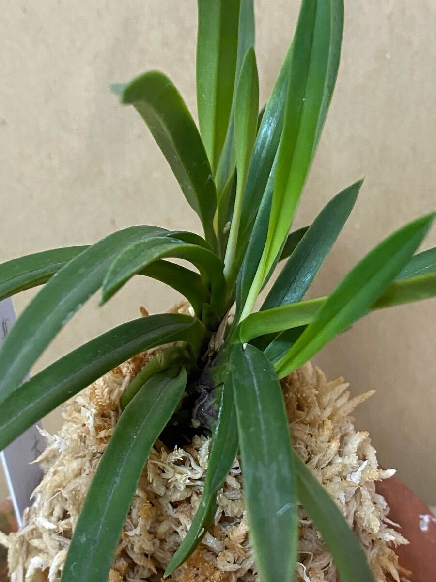 富貴蘭　燈籠牡丹